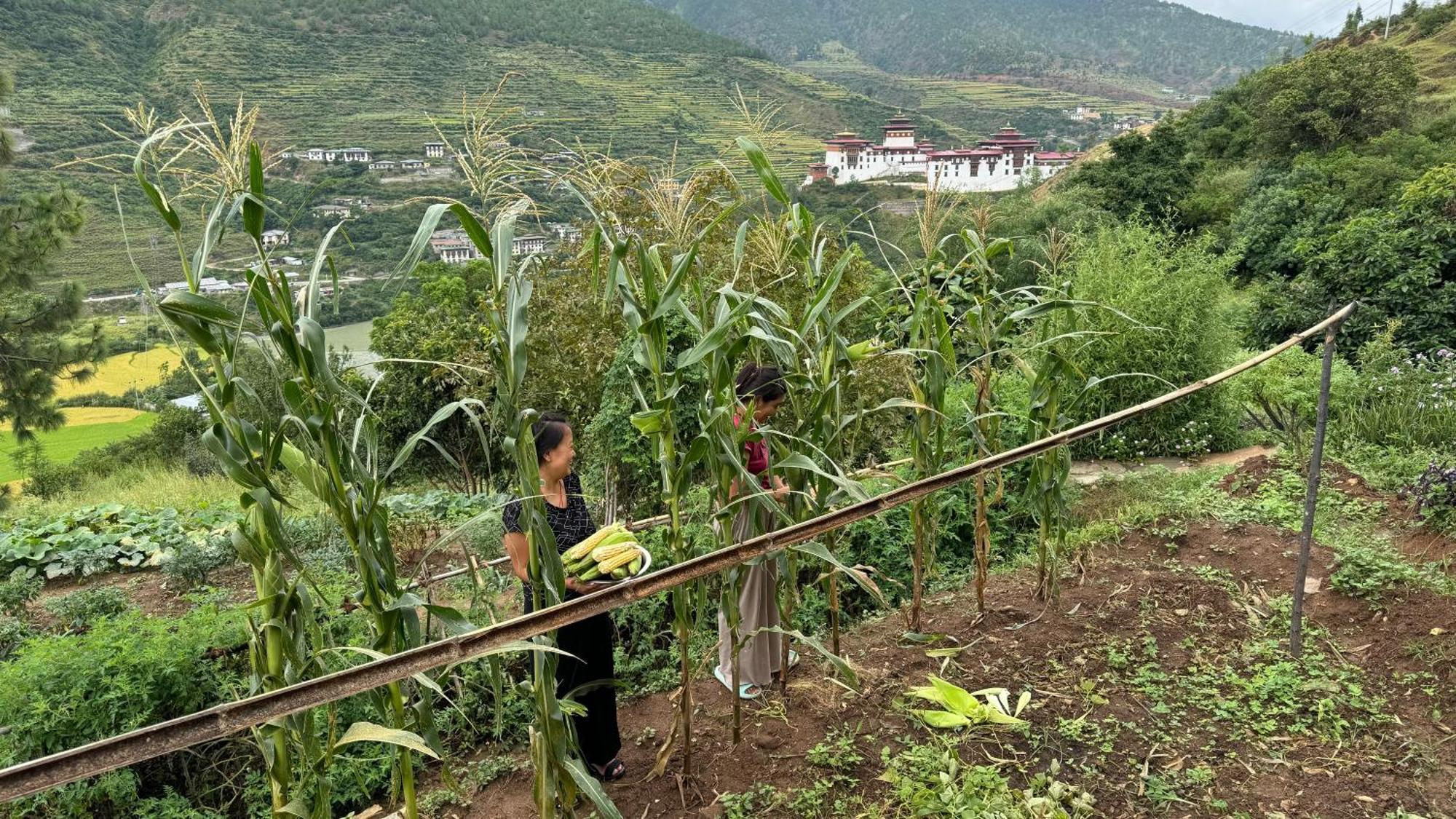 Wangdue Ecolodge Wangdue Phodrang Εξωτερικό φωτογραφία